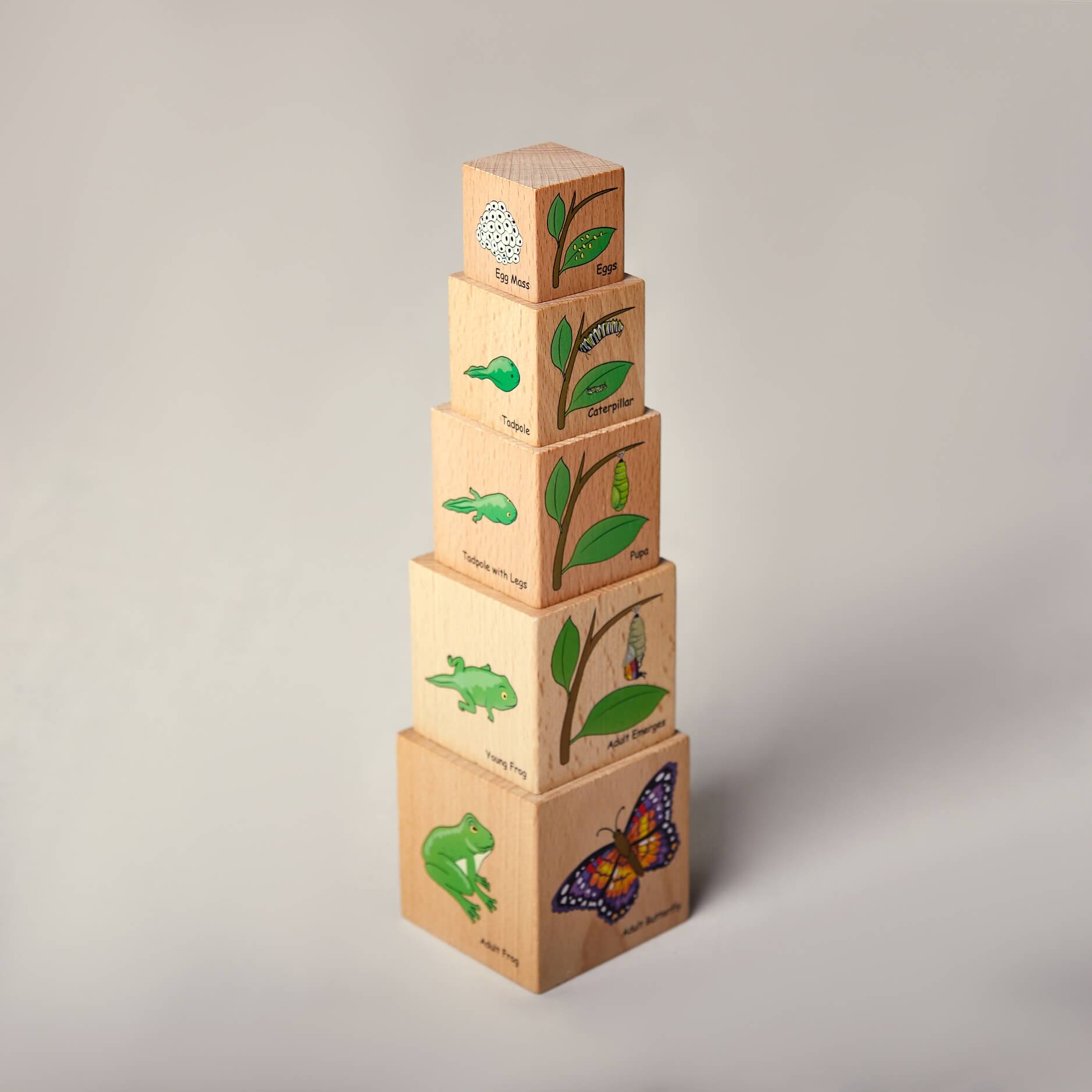 The Freckled Frog Life Cycle Wooden Blocks