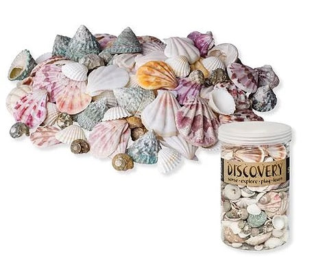 Seashells - 1kg Bucket